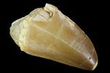 Mosasaur (Prognathodon) Tooth - Morocco #118982-1